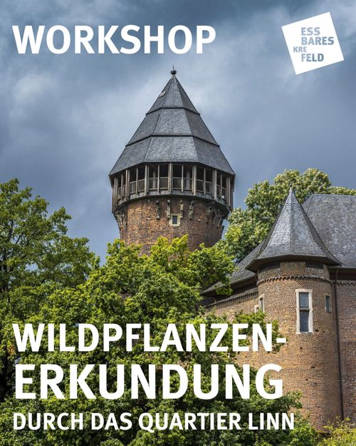 Wildpflanzen-Erkundung in Linn