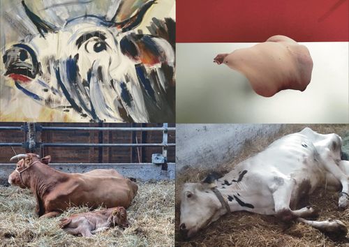 Kühe sehen – meet your meat