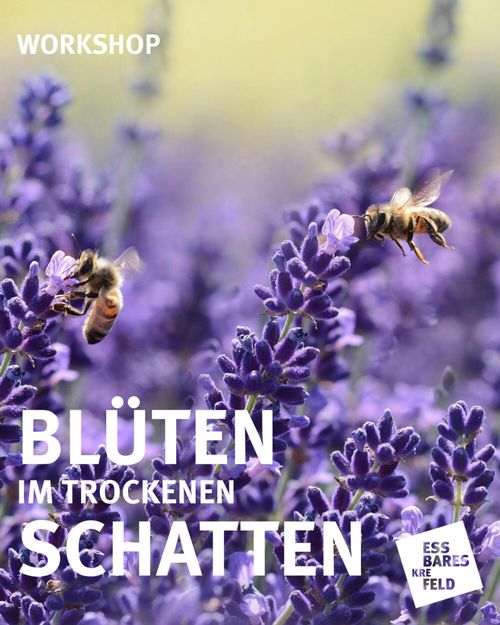 Blüten im trockenen Schatten