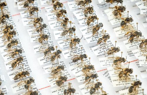 Eröffnung: Vortrag „Insektenvielfalt und das Problem mit den Bienen“ mit Thomas Hörren