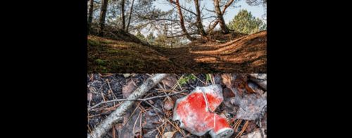 Alexandre Sladkevich