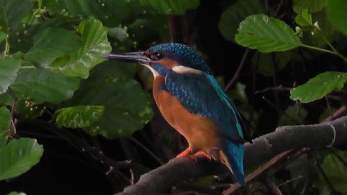 Vogelkundliche Wanderung in das Naturschutzgebiet Latumer Bruch