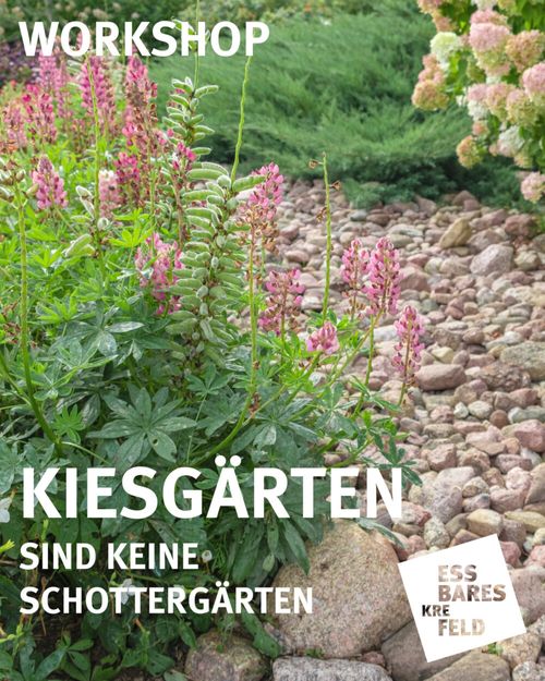 Kiesgärten sind keine Schottergärten