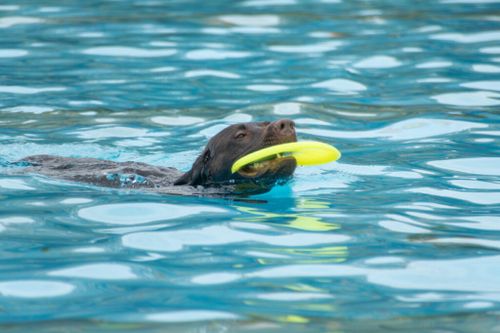 Hundeschwimmen im Badezentrum Bockum