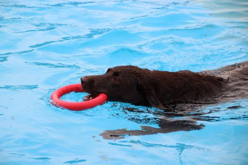 Hundeschwimmen im Badezentrum Bockum