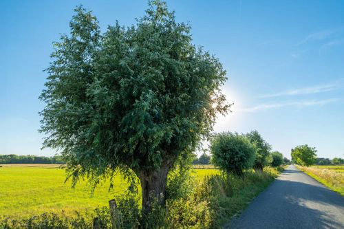 Führung: Verberger Baumlehrpfad